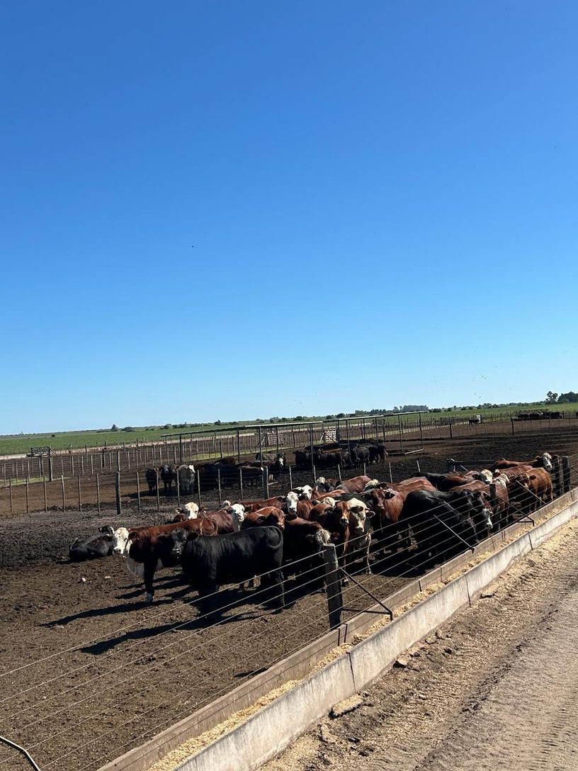Hacienda en un feedlot de la provincia de Córdoba.