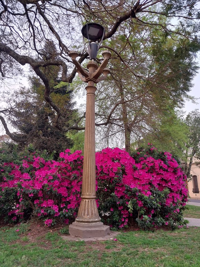 Azaleas en flor en la plaza Urquiza de Concordia, donde las escuelas de adultos de la ciudad hicieron sus actos del 8 de septiembre y del 8 de octubre.