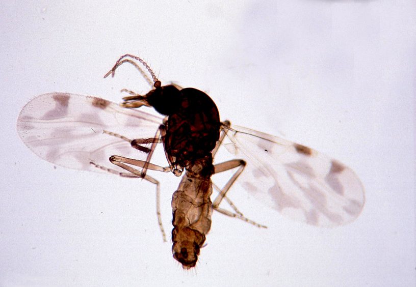 Una hembra de Culicoides imicola, un jején picador que transmite la lengua azul a ovejas y vacas