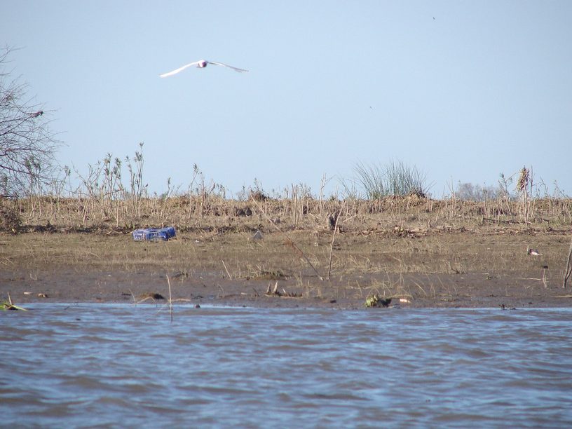 Zona de islas de Entre Ríos, frente a Ramallo, después de una crecida del río Paraná, en agosto de 2010.