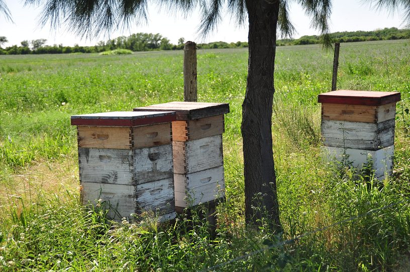 Colmenas de un productor apícola en un campo de Ceres, Santa Fe, en una foto de archivo de 2011.